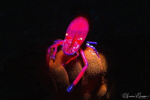Emperor Shrimp on Sea Cucumber/Photographed with Canon 60... by Laurie Slawson 